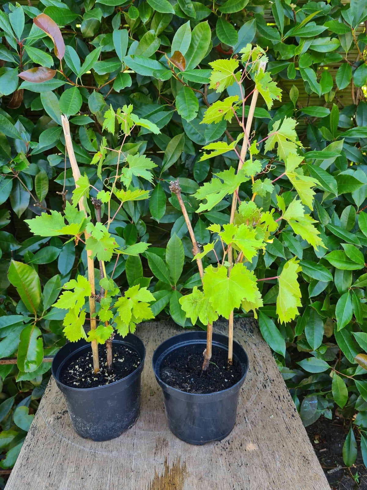 2 witte druiven planten te koop in Balen, Tuin en Terras, Ophalen, Minder dan 100 cm, Overige soorten, Volle zon