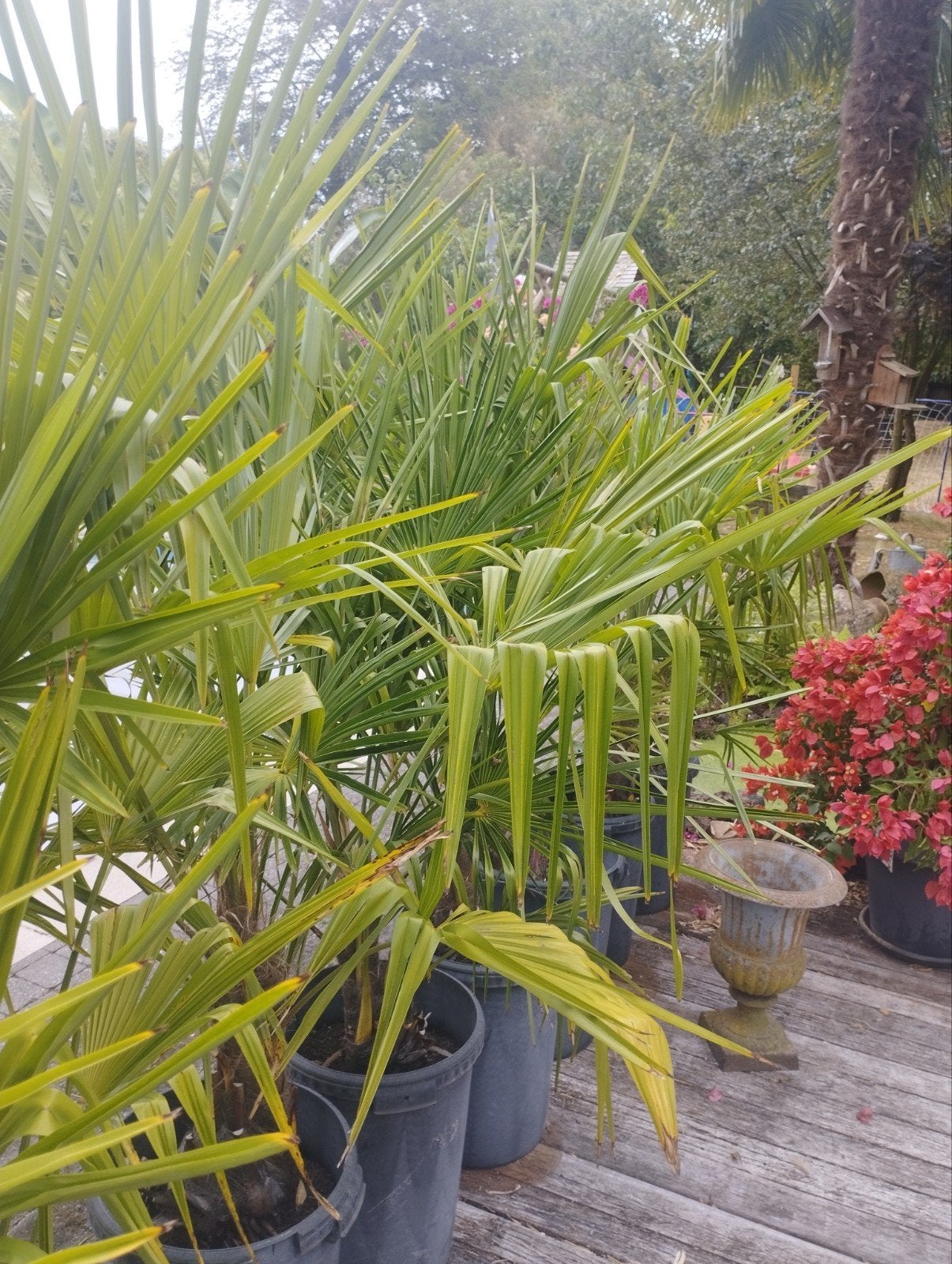 palmbomen, Tuin en Terras, Bloembollen en Zaden, Ophalen
