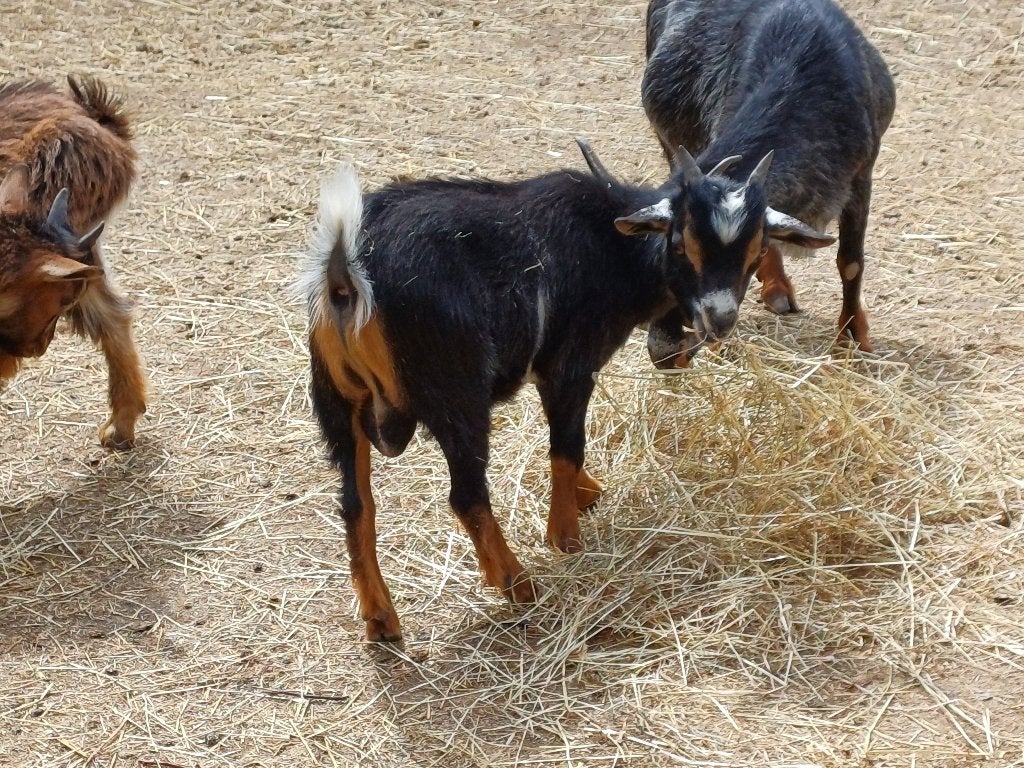 Dwerggeiten, Dieren en Toebehoren, Schapen, Geiten en Varkens, Mannelijk, Geit, 0 tot 2 jaar