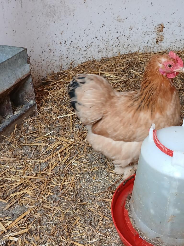 Cochin kriel hennetjes, Dieren en Toebehoren, Vrouwelijk, Kip
