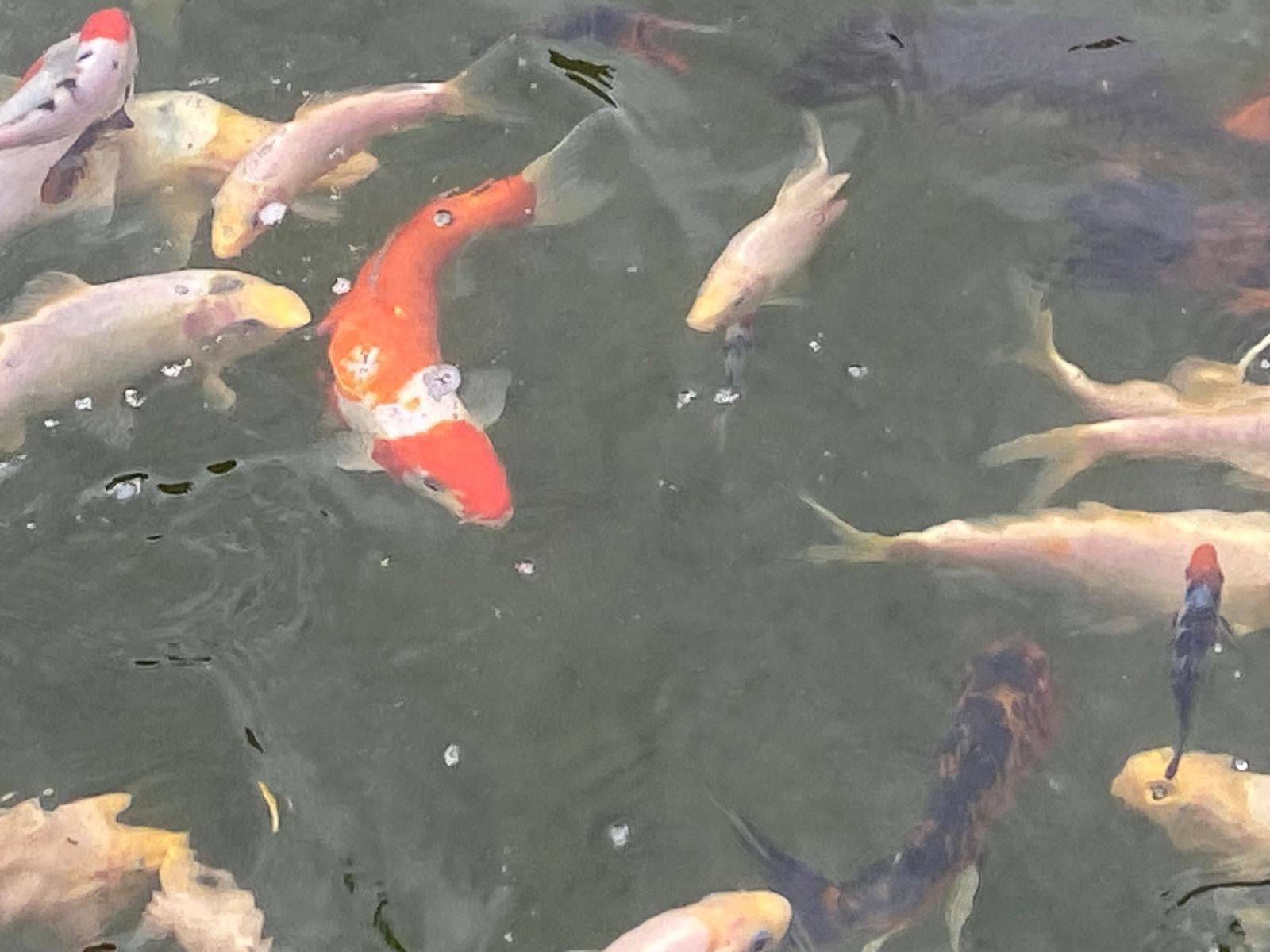 Eigen gekweekte Koi, Dieren en Toebehoren, Karper of Koi