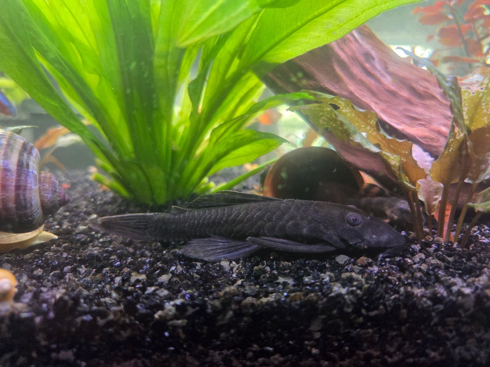 Wildkleur ancistrus vrouw., Dieren en Toebehoren