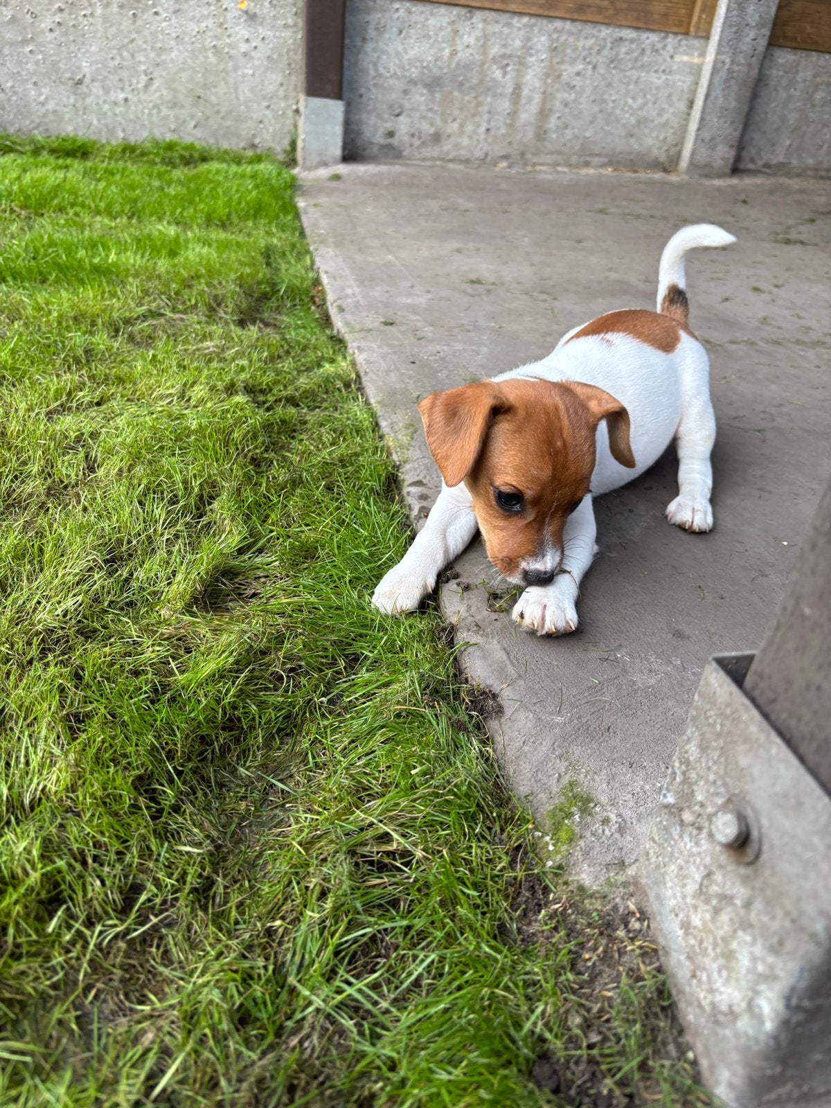 Lieve kortpotige jack russel pups uit geteste ouders, Maladie de Carré (chiens), 8 à 15 semaines, Plusieurs, Éleveur | Loisir