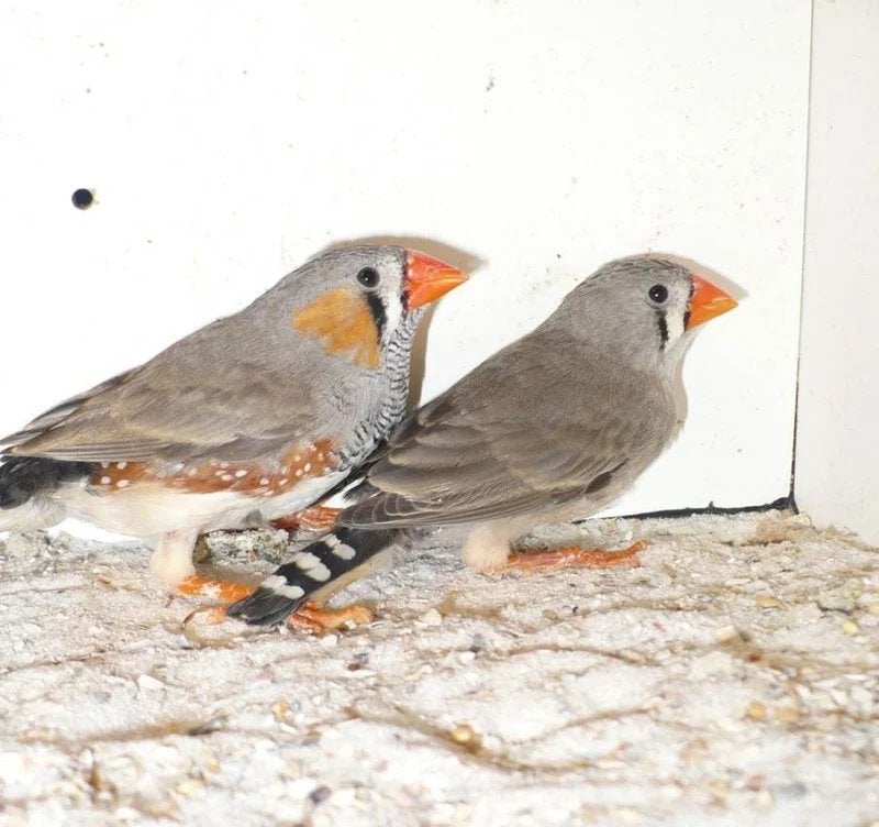 Zebravink koppel +kooi