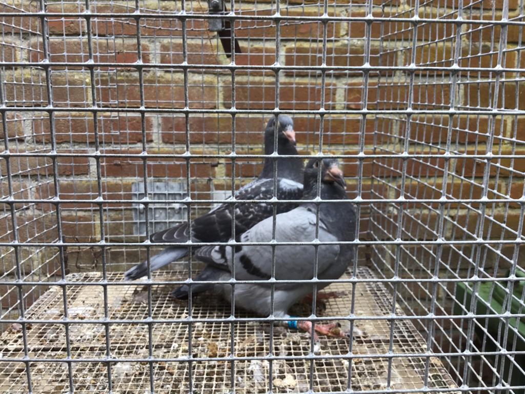 Jonge postduiven, Dieren en Toebehoren, Vogels | Duiven