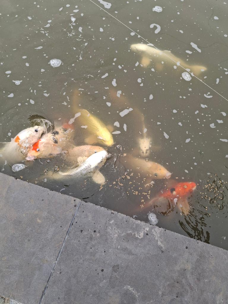 Koi te koop
