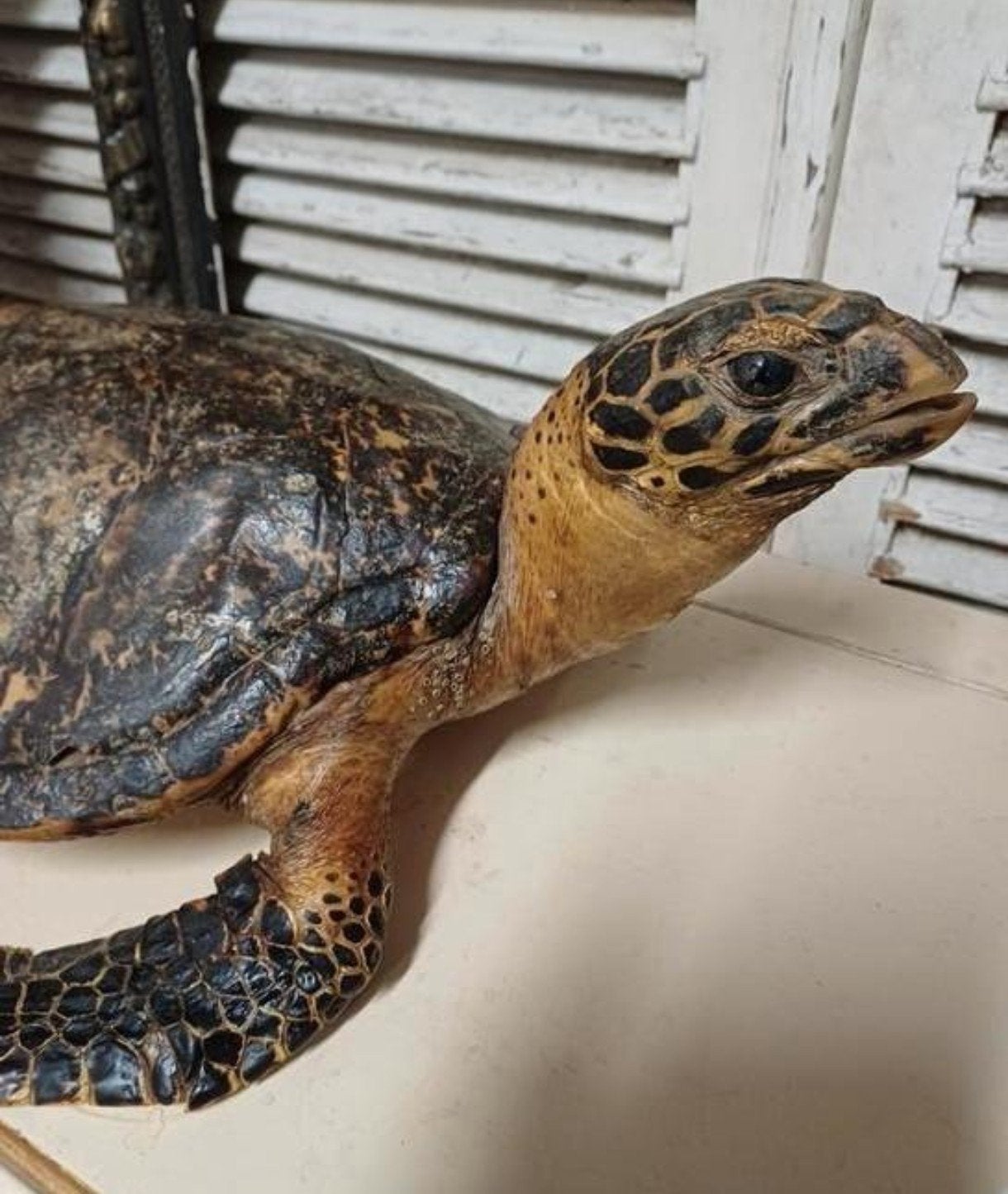Antieke Opgezette Schildpad Te Koop Intermassa BV Stekene, Ophalen