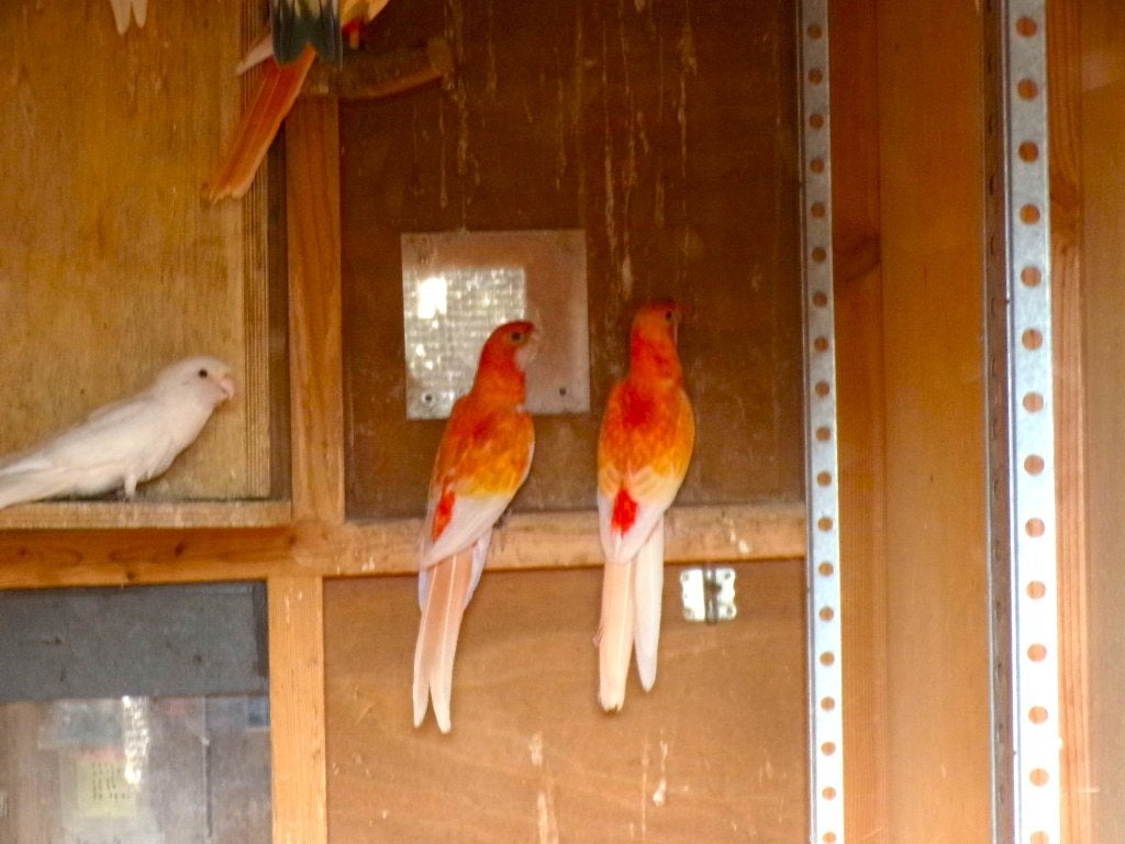 Parkieten . Penanten, Plusieurs animaux, Perruche, Bagué