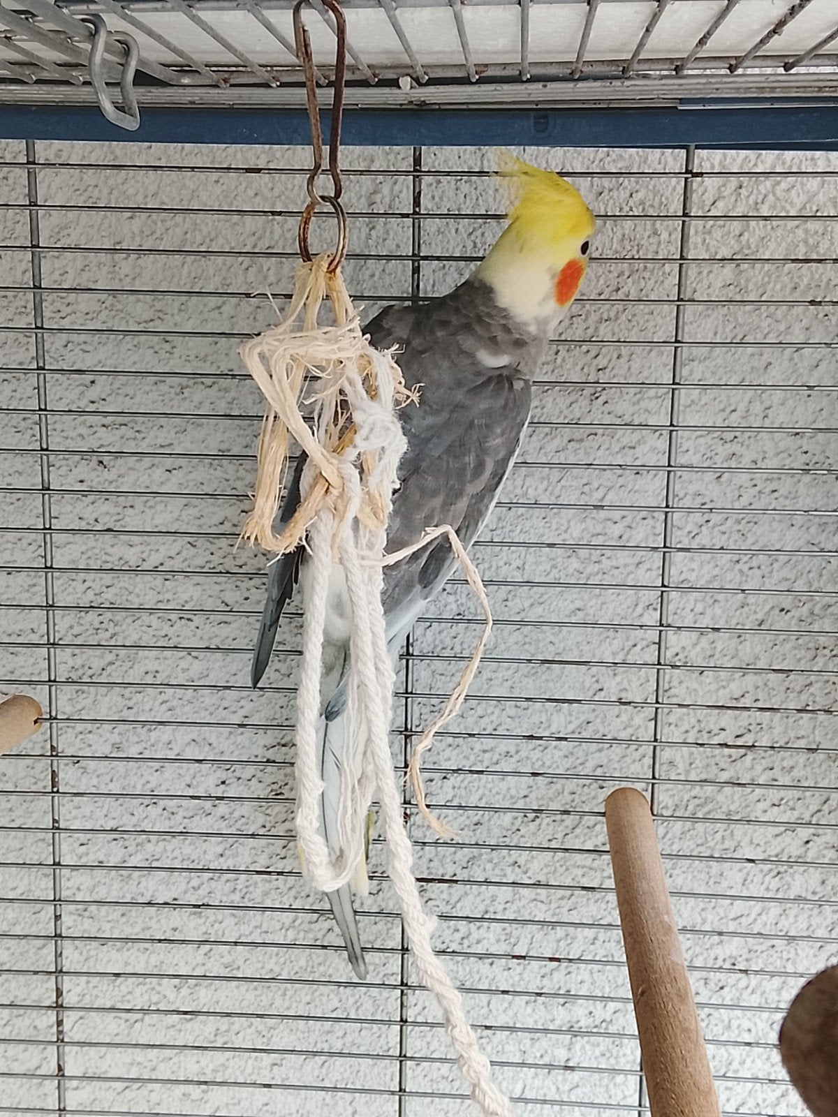 Calopsitte mâle 1 an + cage, Mâle, Perroquet