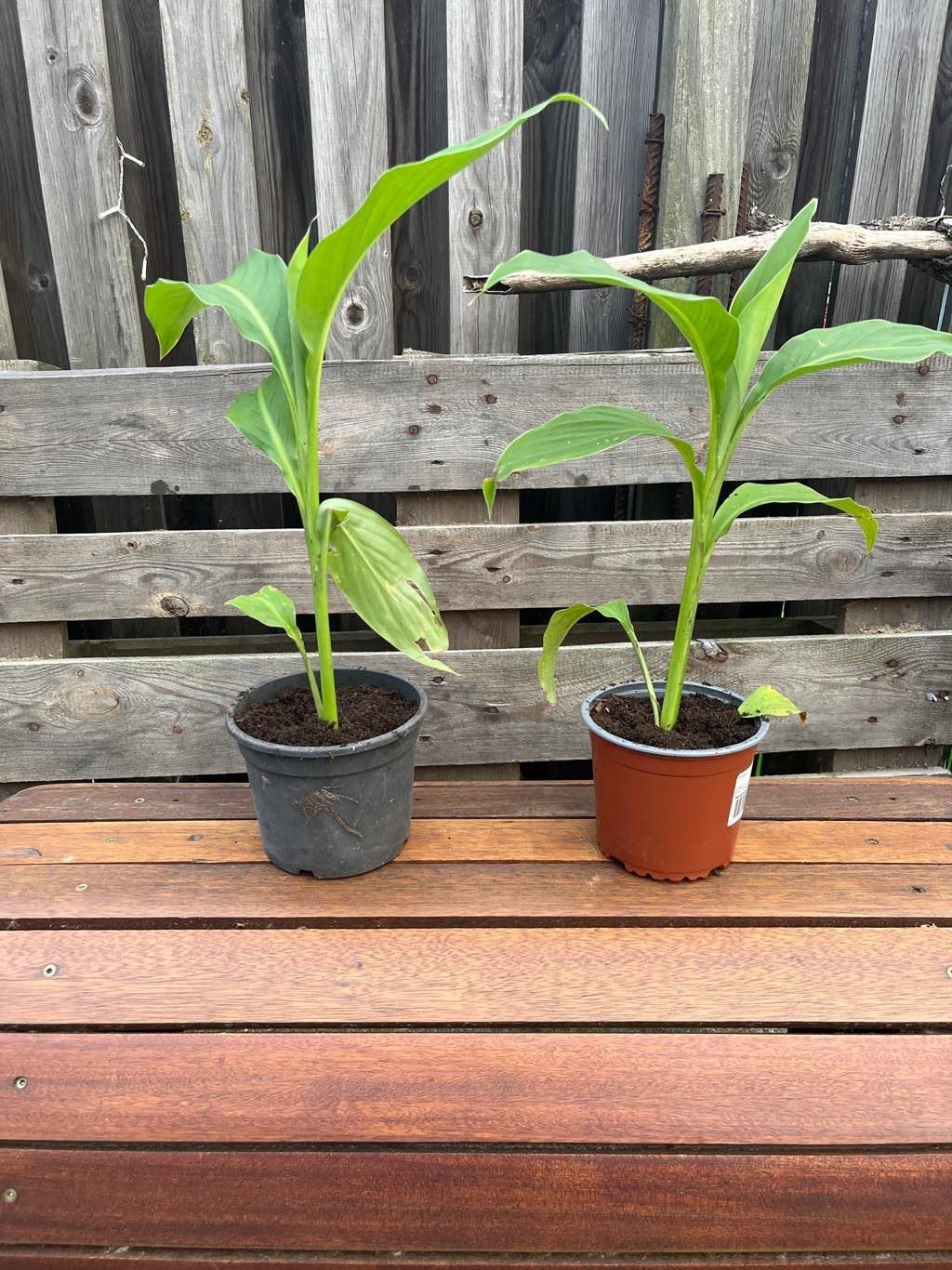 Canna indica, Ophalen, Zomer, Vaste plant, Overige soorten