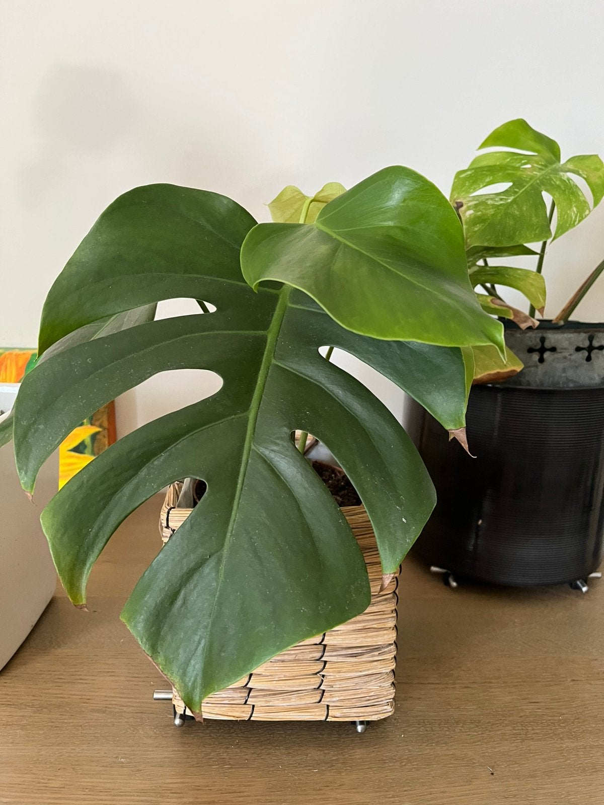 Gewine monstera in rieten mand, Enlèvement