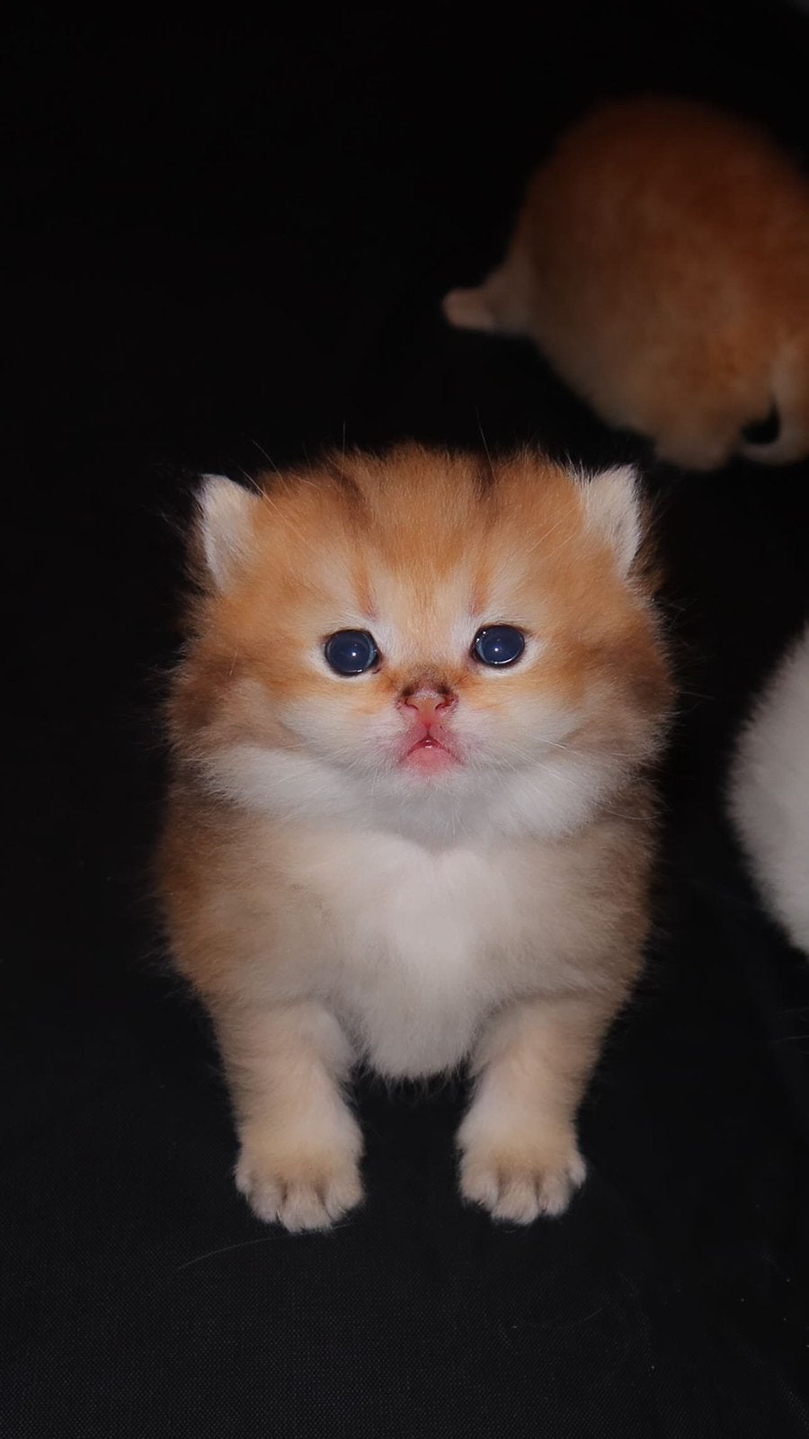 Britse korthaar golden shaded kittens, Meerdere dieren, Gechipt, 0 tot 2 jaar