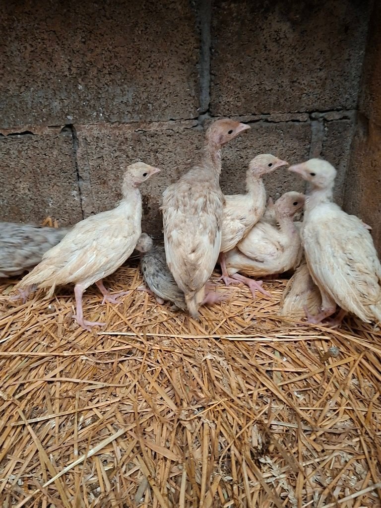 kalkoen kuikens, Dieren en Toebehoren, Pluimvee, Geslacht onbekend, Kalkoen