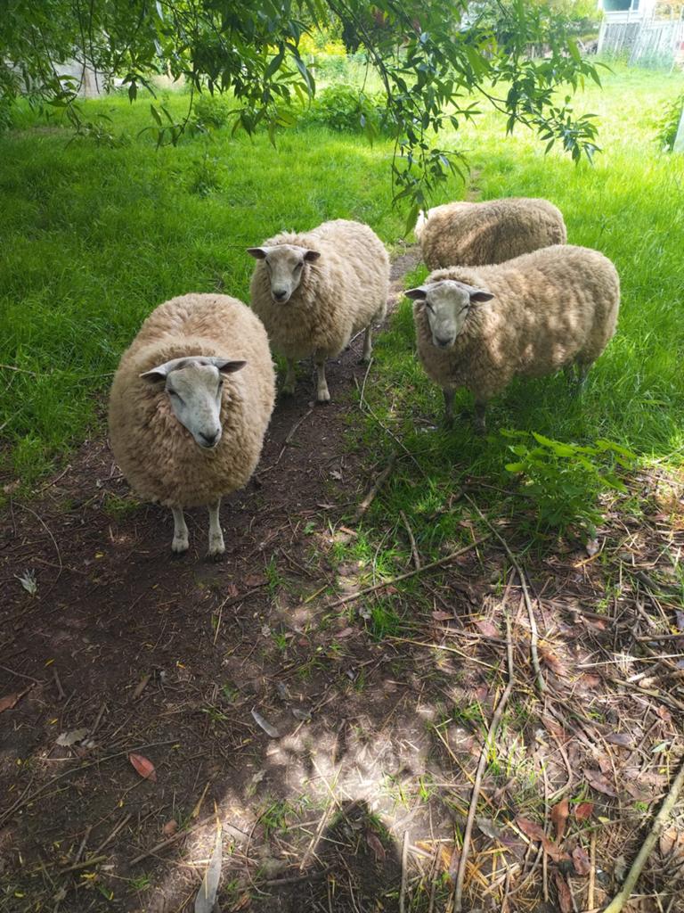 Mouton, 1an pour la fête +32 470 27 85 13