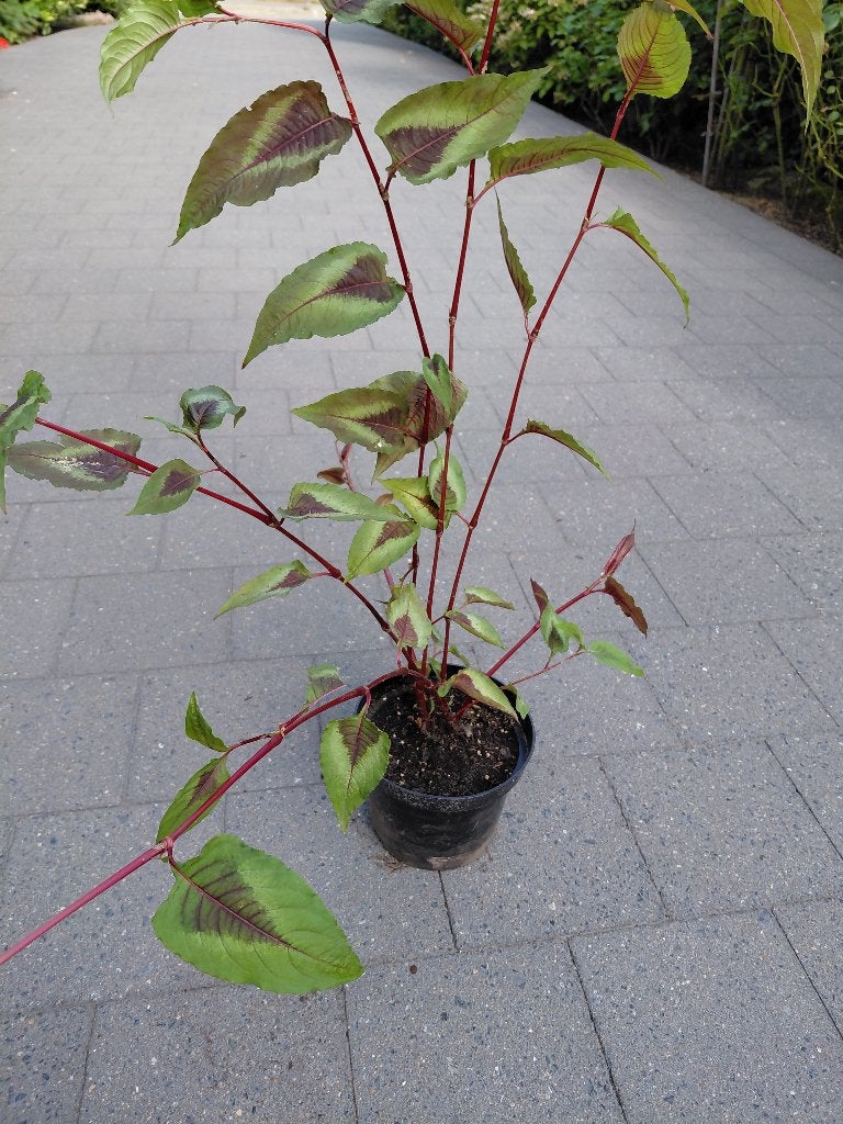 Persicaria Red Dragon, Enlèvement, Mi-ombre