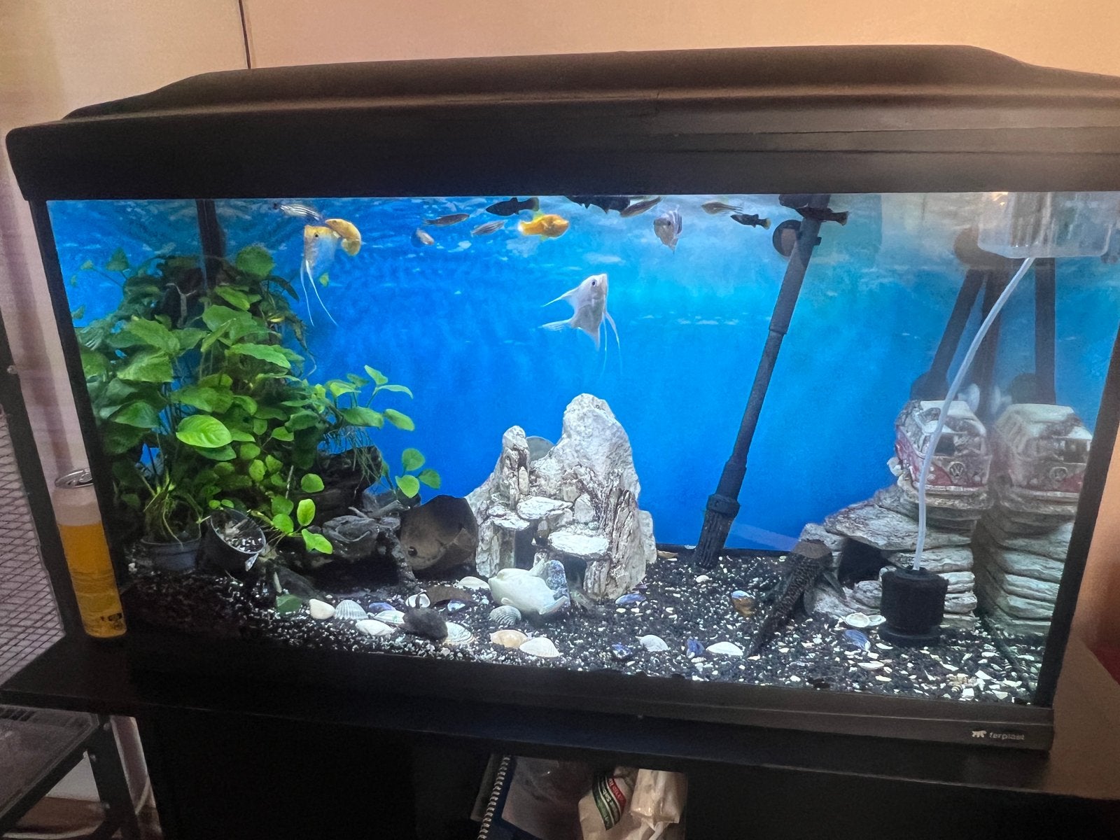 aquarium avec poissons et filtre externe, Animaux & Accessoires, Poisson
