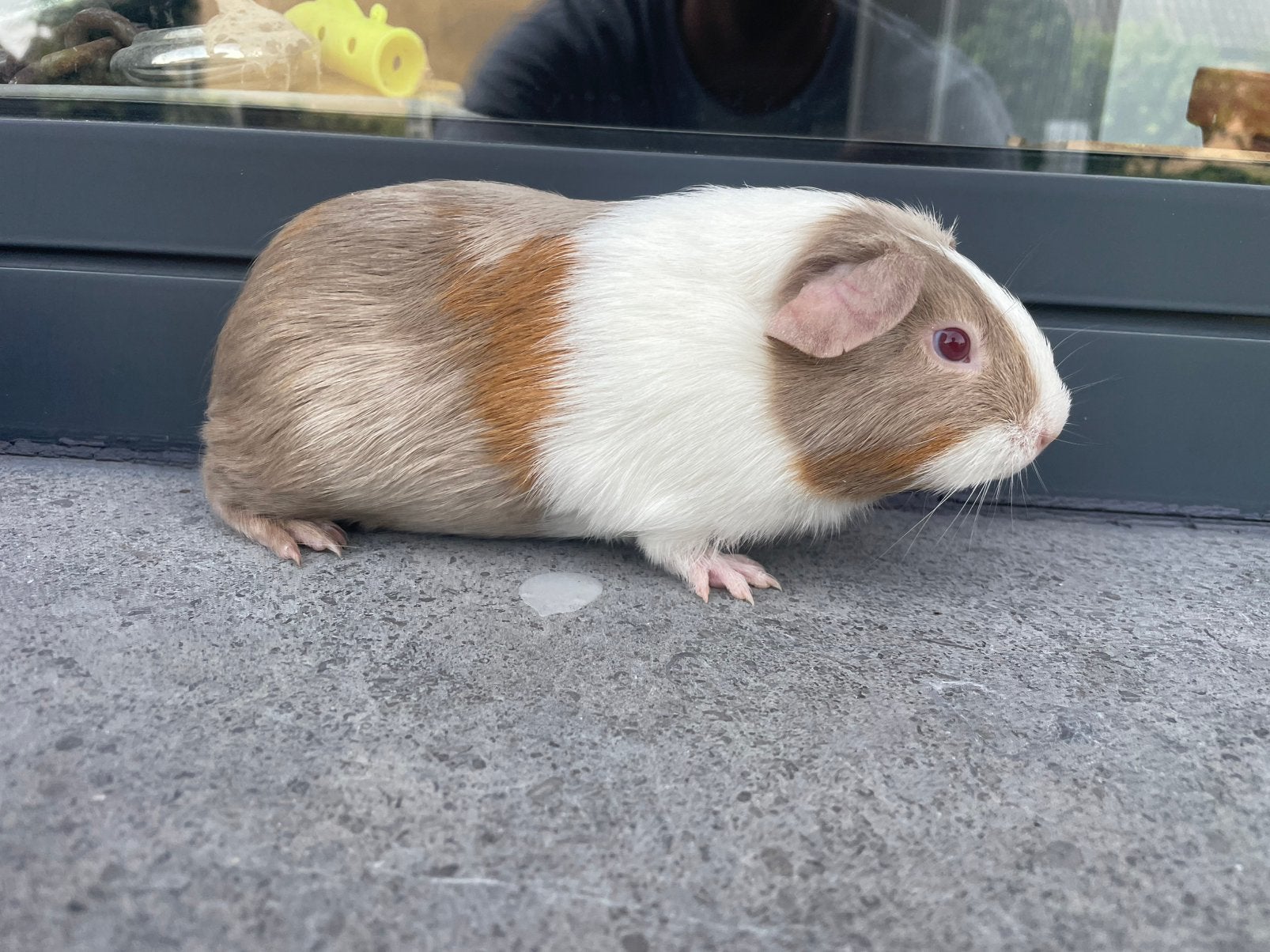 Cavia vrouwtje, Animaux & Accessoires, Rongeurs, Domestique, Mai, Cobaye, Femelle