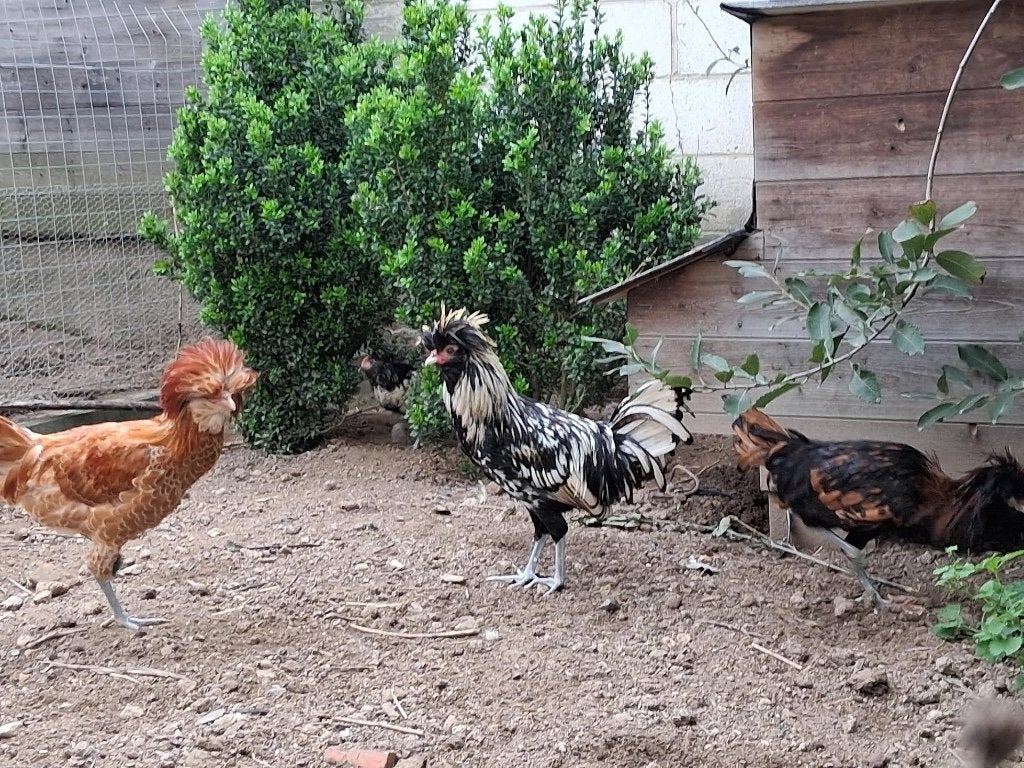 Jonge sierhaantjes, Dieren en Toebehoren, Mannelijk, Kip