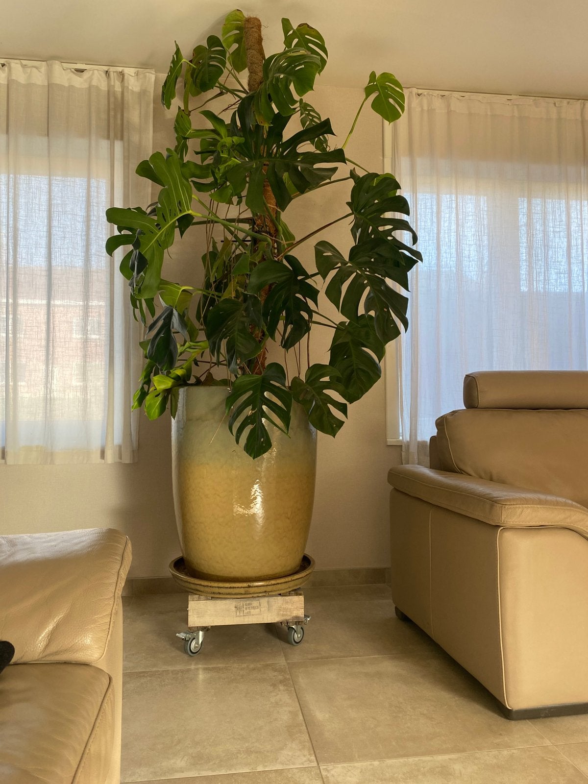 Monsteria super grand avec pot, Enlèvement
