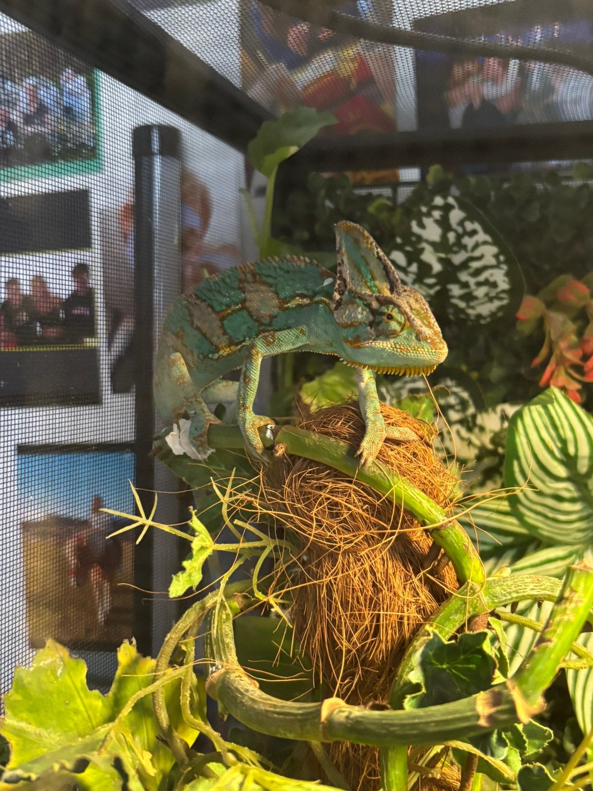 Kameleon en twee wimper Gekko plus terrarium, Dieren en Toebehoren, Overige soorten, Met terrarium, 0 tot 2 jaar