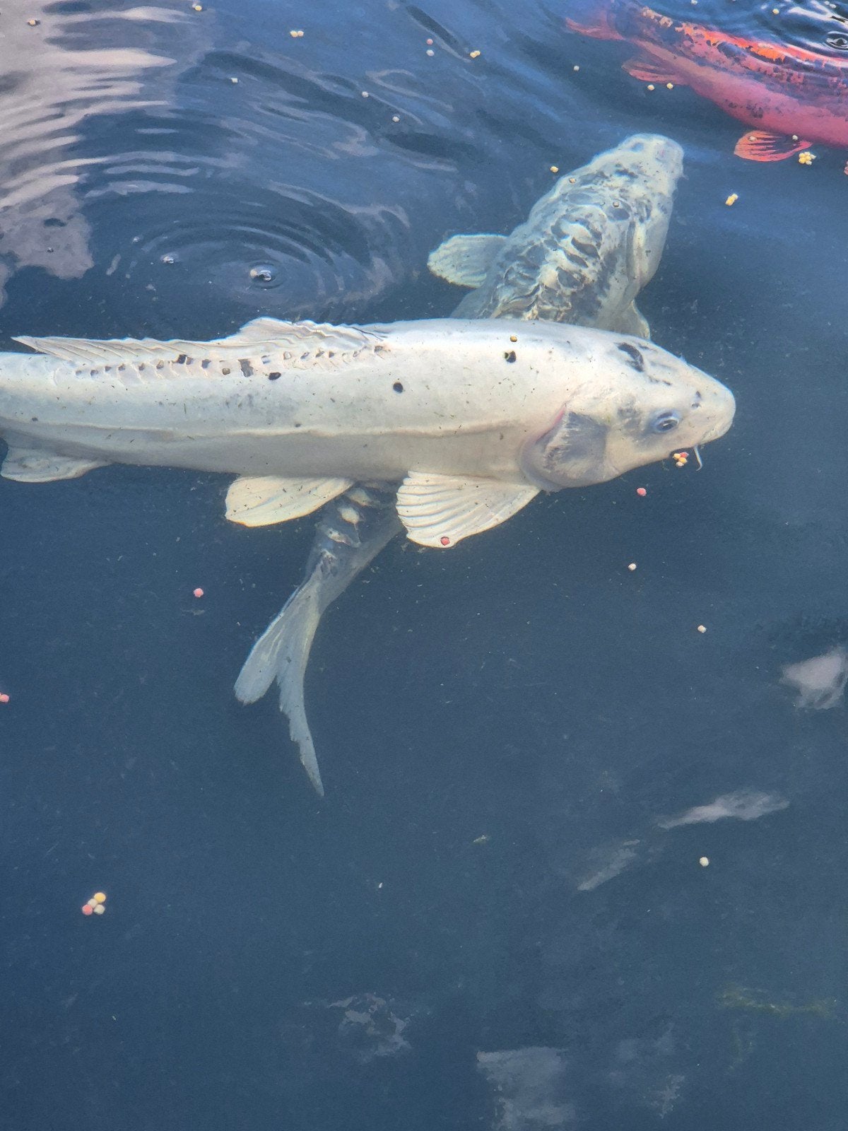 Japanse Koi Doitsu Shiro 65cm
