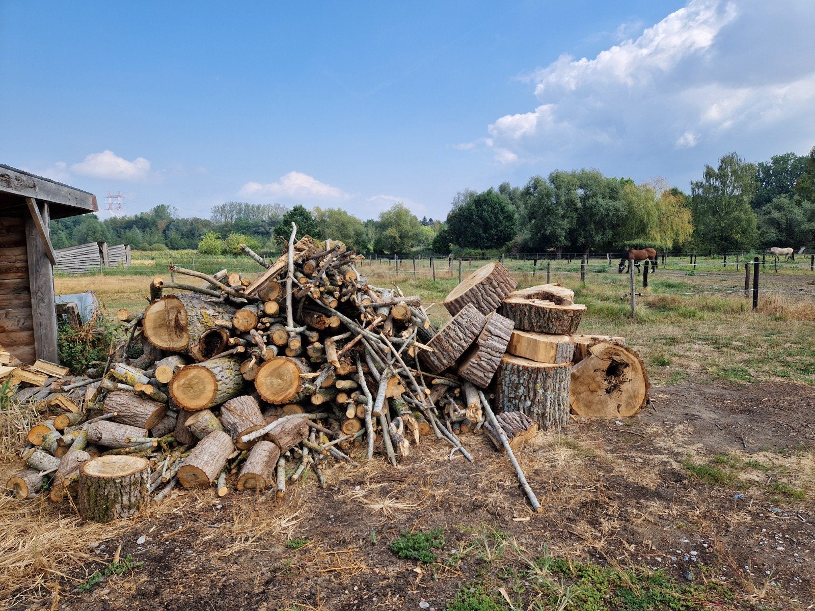 Bois de chauffage en peuplier, Jardin & Terrasse, Bois de chauffage, 6 m³ ou plus, Enlèvement, Autres essences de bois, Bûches
