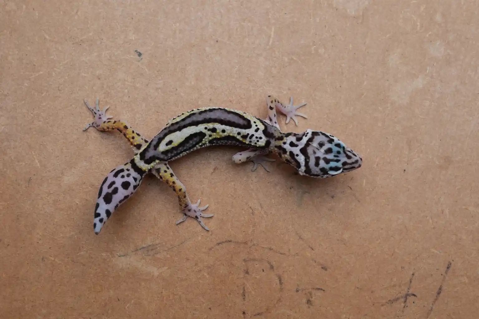 Jonge luipaardgekko, Dieren en Toebehoren