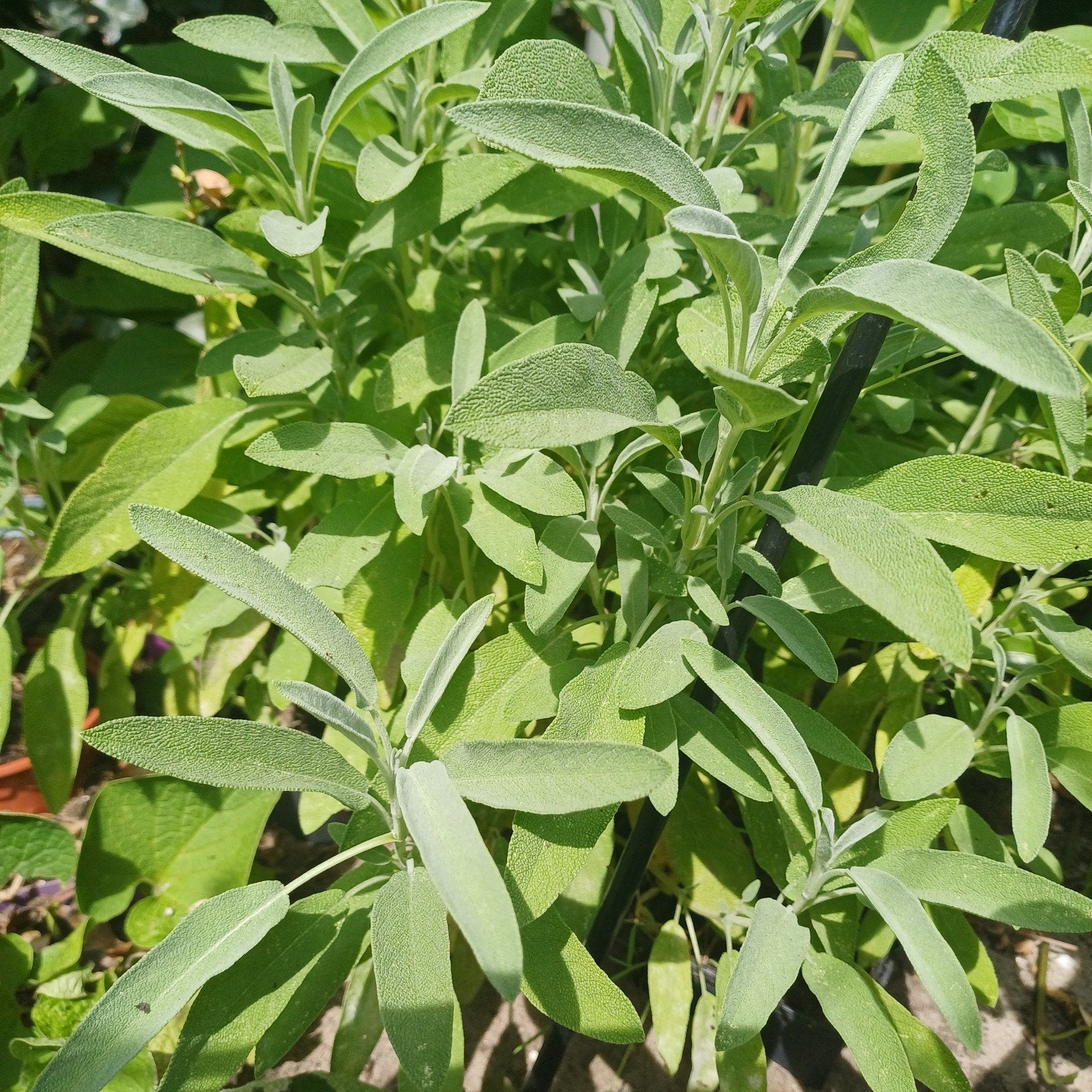 Salie, Ophalen, Vaste plant