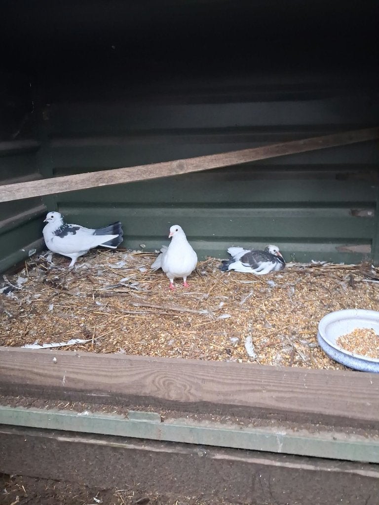 Pauwstaarten, Dieren en Toebehoren, Meerdere dieren, Overige soorten