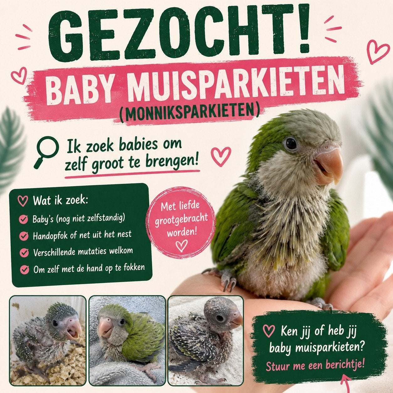 Gezocht.. baby muisparkieten, Dieren en Toebehoren, Vogels | Parkieten en Papegaaien