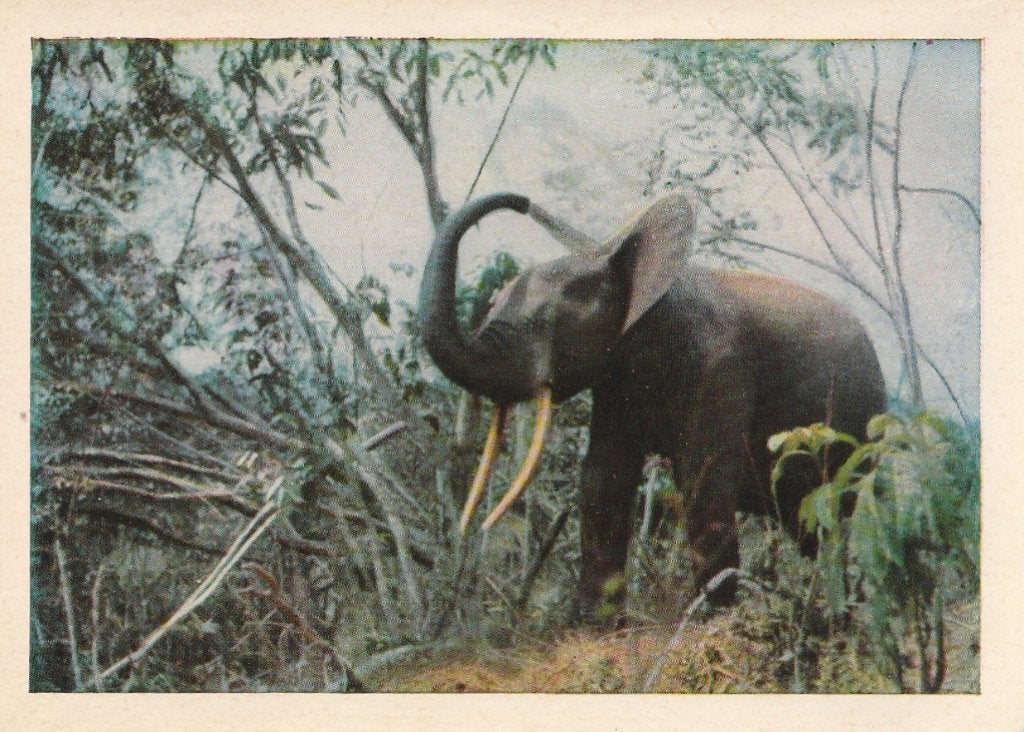 CHROMO  OLIFANT, Envoi, Comme neuf, Animal, Gravure