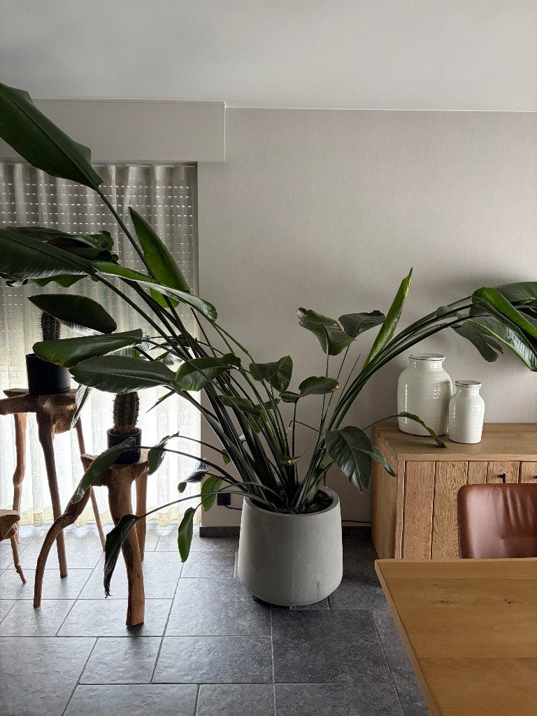 Grote Strelitzia nicolai met sierpot, Huis en Inrichting, Groene kamerplant, Ophalen, In pot, 200 cm of meer