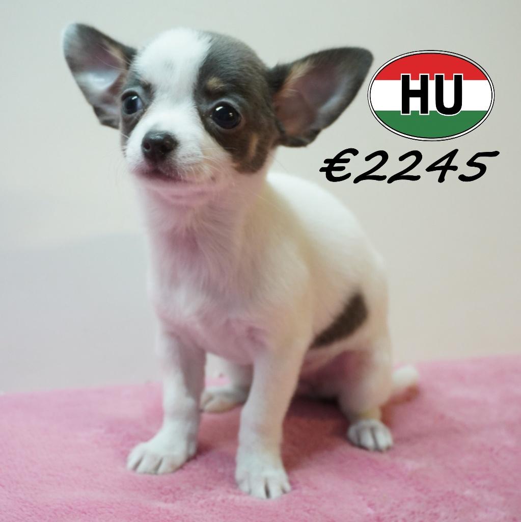 Chihuahua pups - klein formaat, grote persoonlijkheid, Dieren en Toebehoren, Honden | Chihuahua's en Gezelschapshonden, 15 weken tot 1 jaar