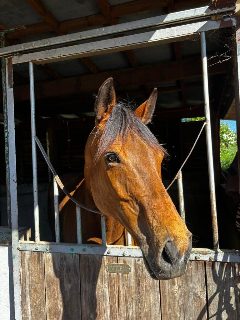 10 jarige Merrie, Dieren en Toebehoren, Paarden, Merrie