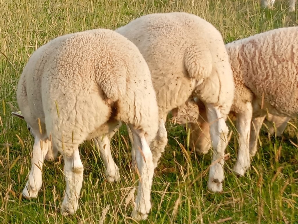 Agenaux Texel Français, Mâle, Mouton, 0 à 2 ans