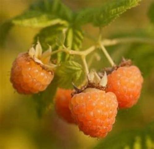 3 frambozenstruiken (rood of geel) voor 10 euro, Jardin & Terrasse, Enlèvement