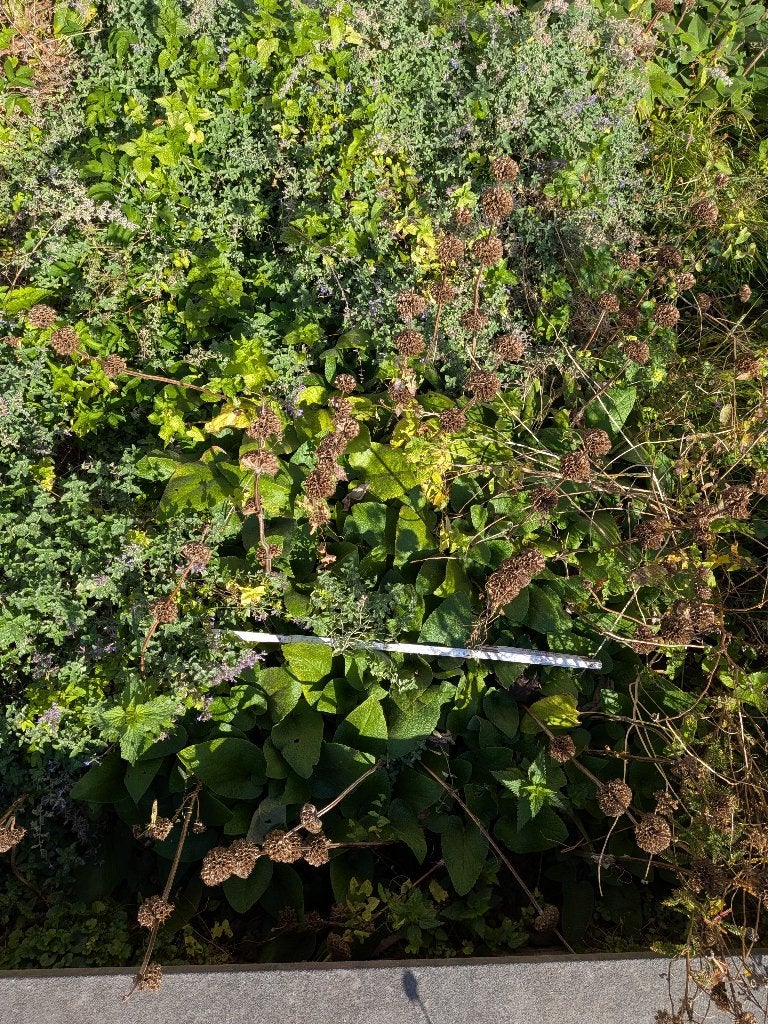 Vaste planten: Phlomis russeliana, Ophalen, Bodembedekkers, Volle zon, Vaste plant