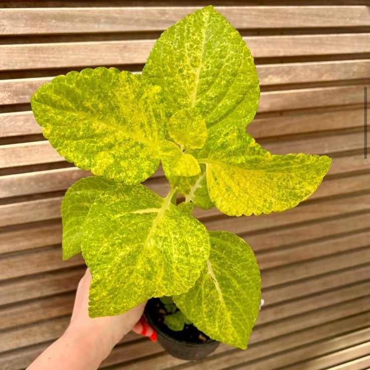 Coleus / siernetel NN, Enlèvement ou Envoi