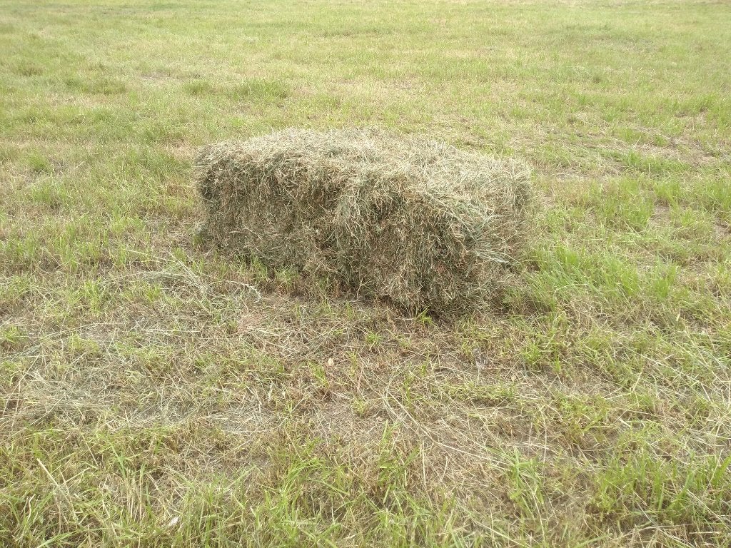 Hooi, open pakjes, direct van het veld., Ophalen, Vee