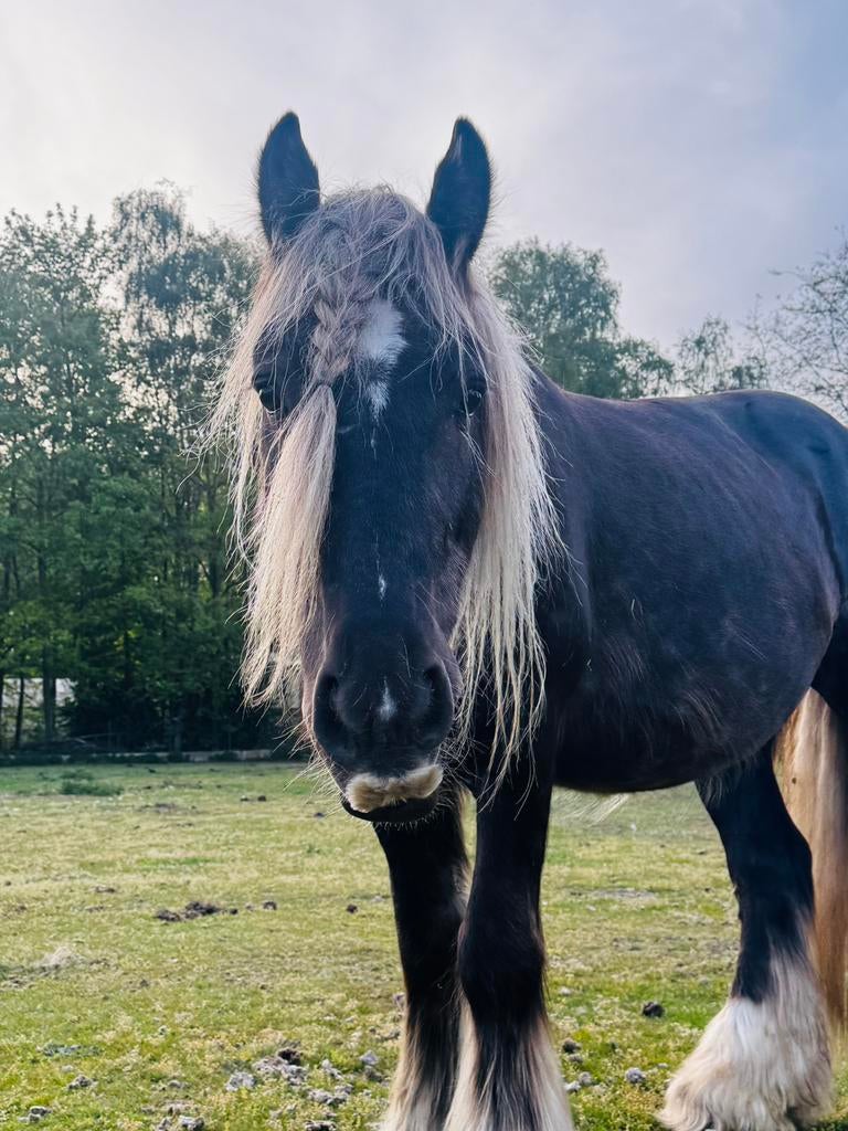 Irish cob ruin, Dieren en Toebehoren, Paarden, Ruin