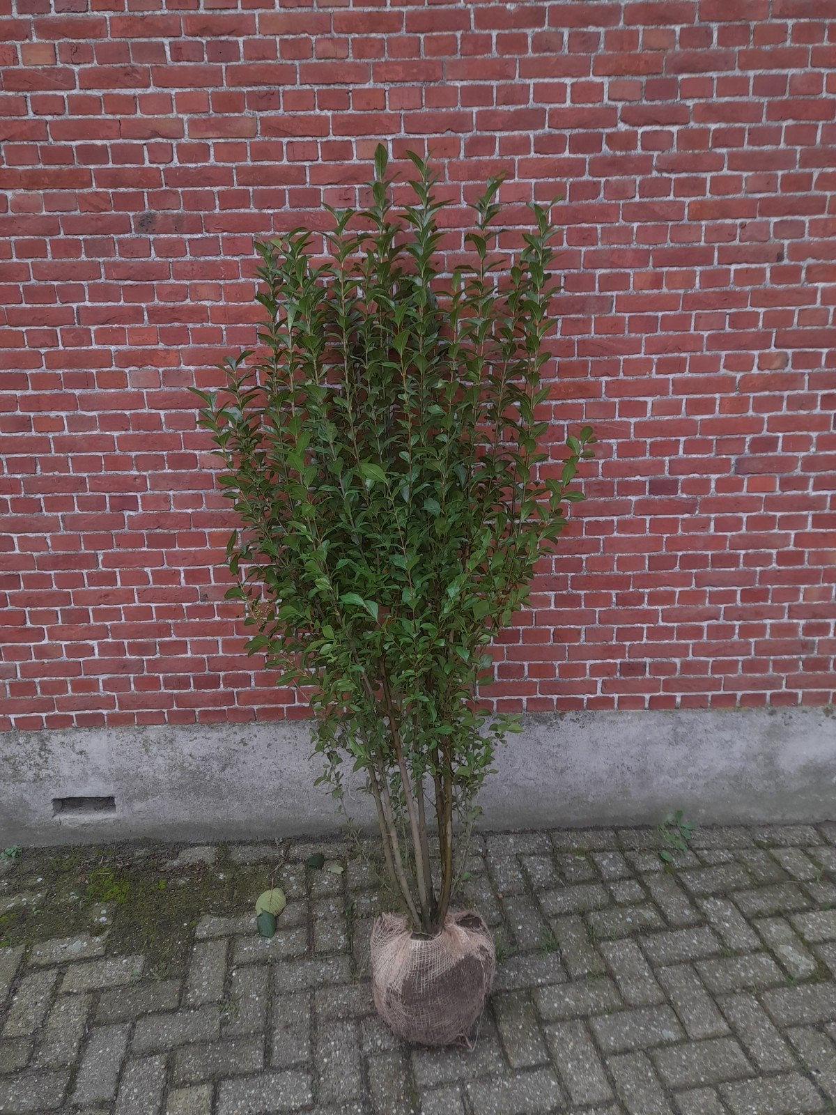 Ligustrum ovalifolium haagliguster van 80 tot 225 cm hoogte, Tuin en Terras, Ophalen, Liguster, Haag, 100 tot 250 cm