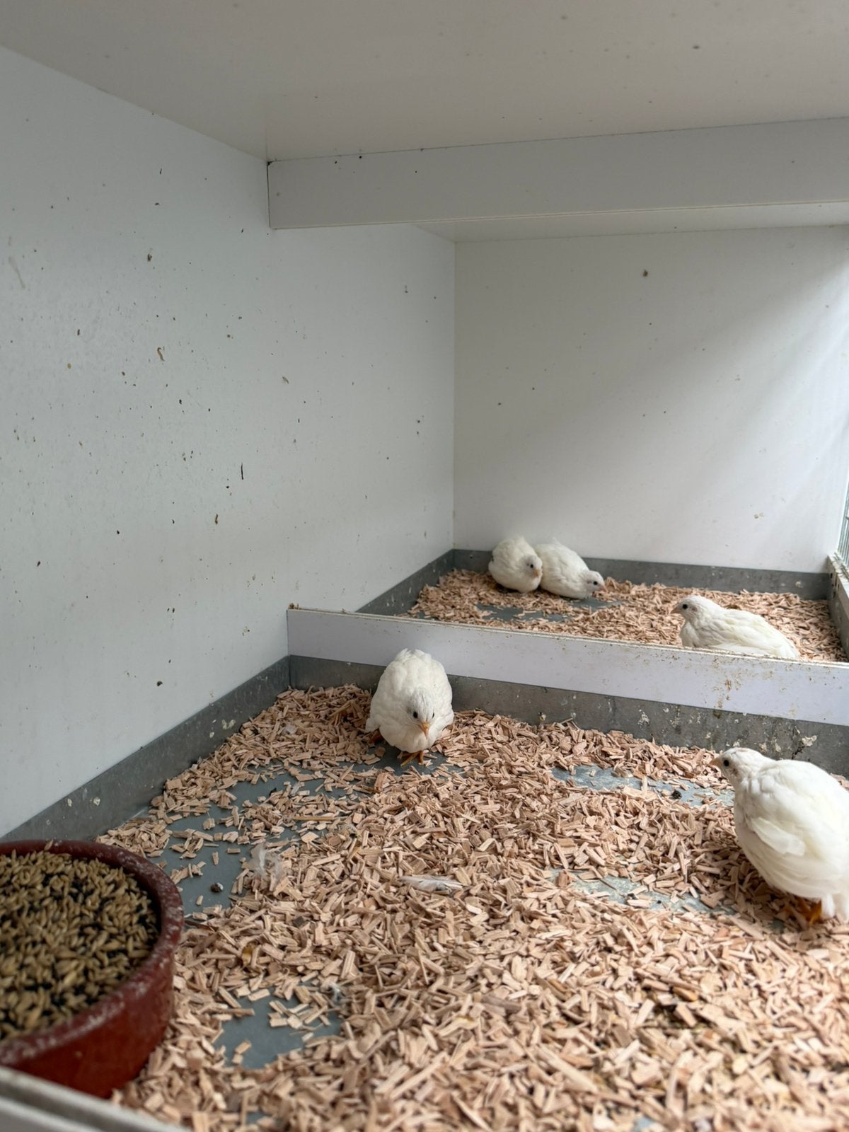 Jonge Chinese dwergkwartels – natuurbroed