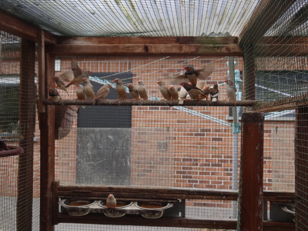 Zebravinken, Dieren en Toebehoren