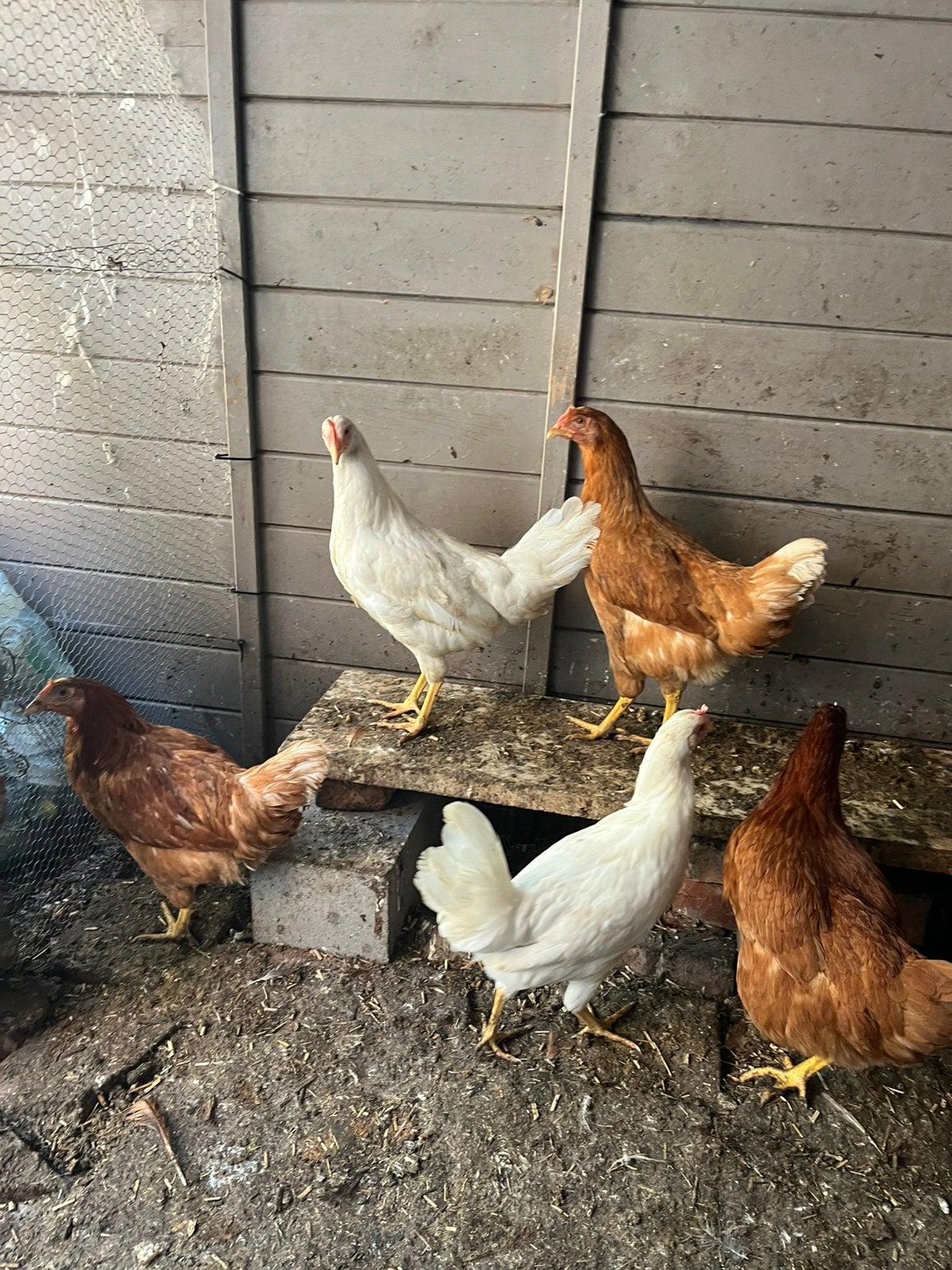 Poules pondeuses, Femelle, Poule ou poulet
