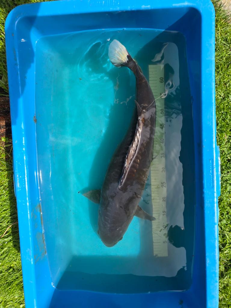 Très beau doitsu Karasugoi 65-70cm