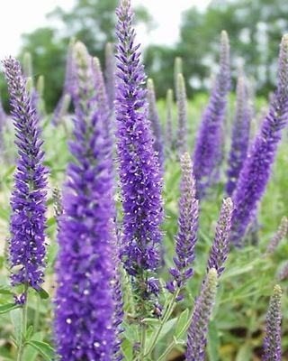 Veronica et Waldsteinia, Enlèvement, Plante fixe