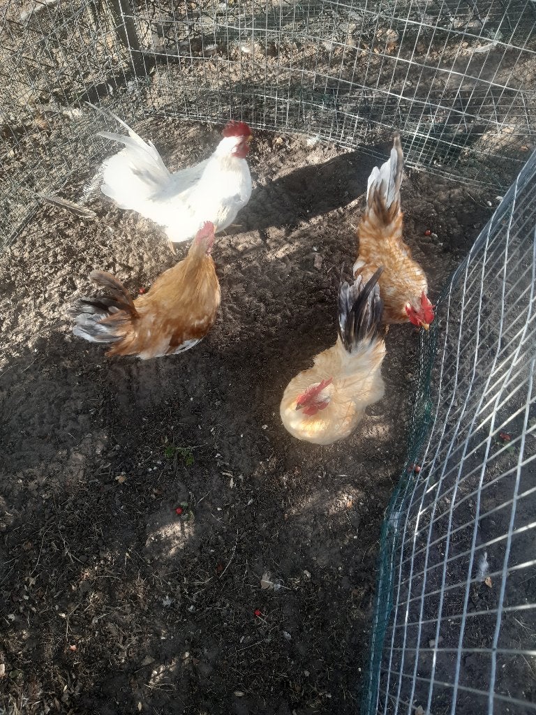 chabo haantje gratis, Dieren en Toebehoren, Pluimvee, Mannelijk, Kip