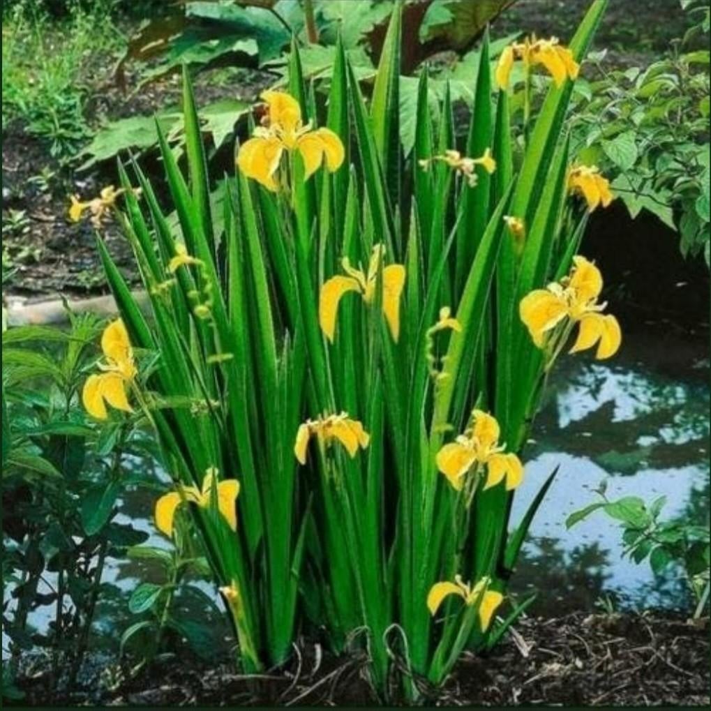 Gele Iris, Enlèvement