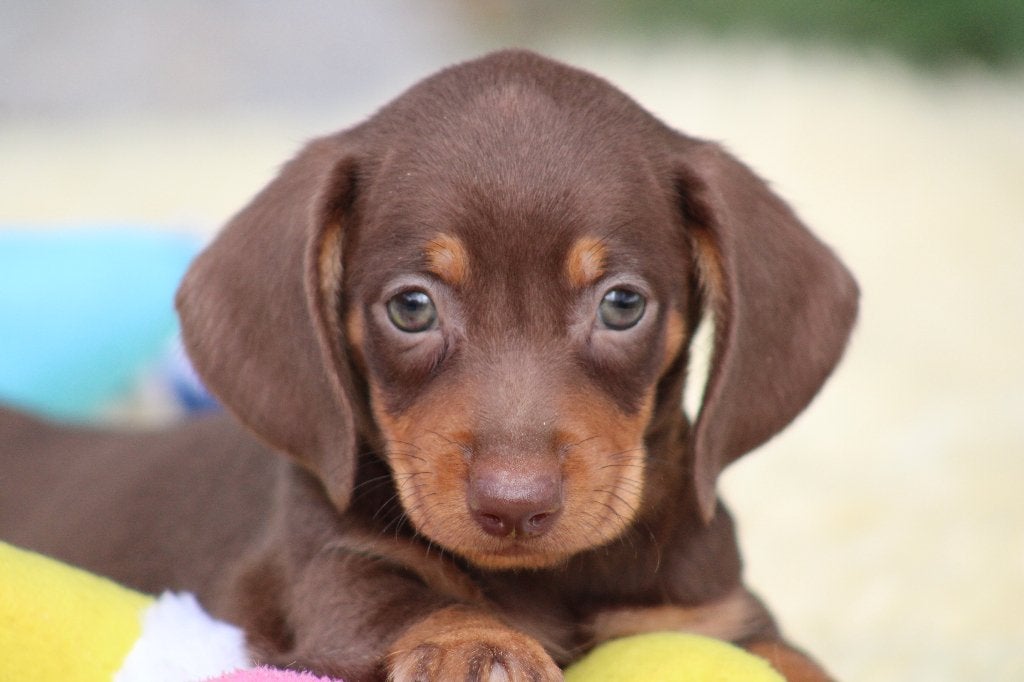 Teckel pups Choco-tan korthaar, Dieren en Toebehoren, België, CDV (hondenziekte), 8 tot 15 weken, Korthaar