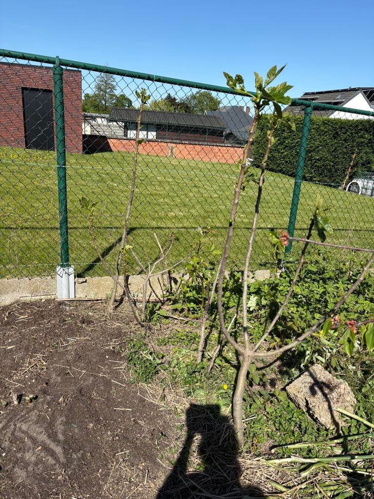 Verschillende vijgenbomen- winterhard, Tuin en Terras, Planten | Fruitbomen, Vijgenboom, 100 tot 250 cm, Zomer, Ophalen
